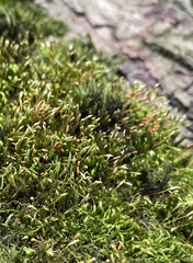 Atrichum angustatum