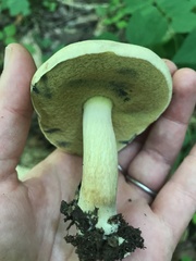 Caloboletus inedulis