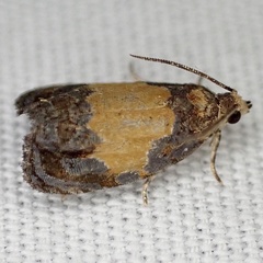 Olethreutes osmundana
