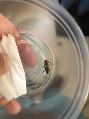 Neoclytus scutellaris