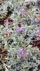 Lupinus breweri