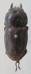Telodorcus