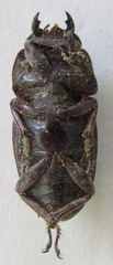 Telodorcus