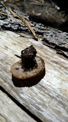 Gyromitra perlata
