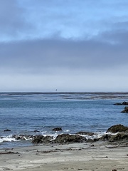 Pelecanus occidentalis