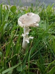 Amanita vaginata