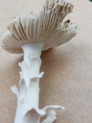 Amanita vaginata