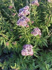 Eupatorium cannabinum