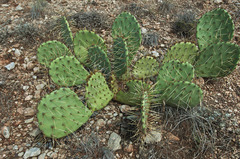 Opuntia pyrocarpa