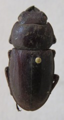 Dorcus saiga ceramensis