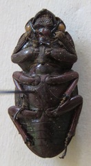 Dorcus saiga ceramensis