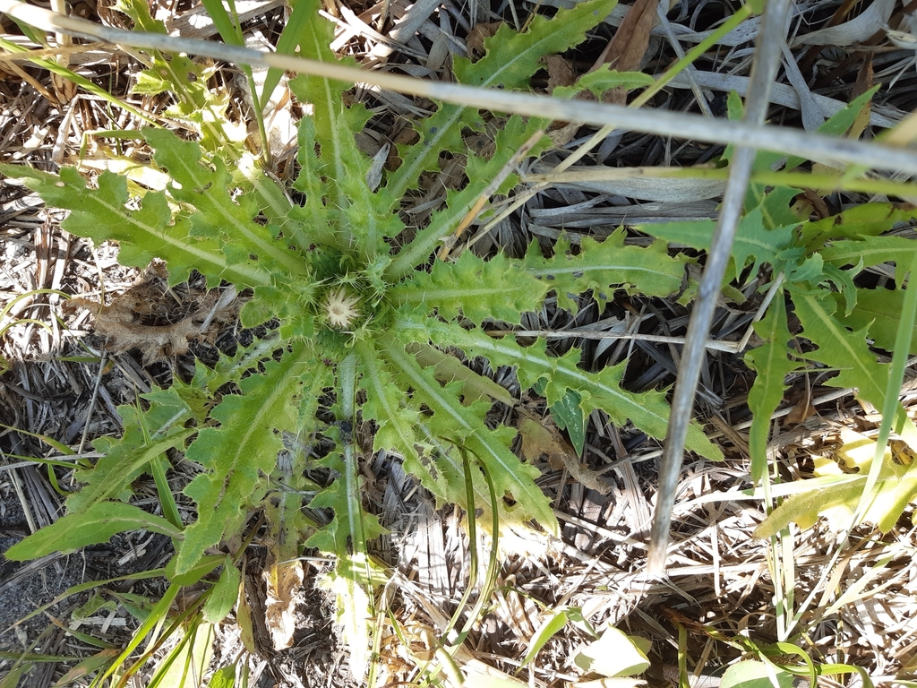 ground thistle from Свердловская обл., Россия, 620036 on July 15, 2020 ...