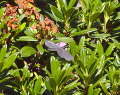 Crocota peletieraria