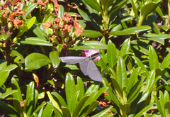 Crocota peletieraria