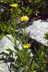 Senecio pyrenaicus