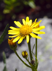 Senecio pyrenaicus