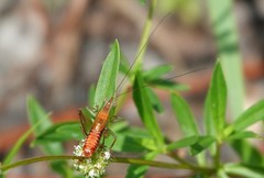 Odontoxiphidium apterum