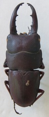 Telodorcus