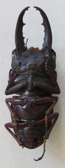 Telodorcus
