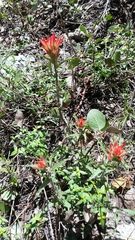 Castilleja applegatei pinetorum