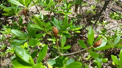 Rhododendron occidentale