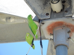 Forpus passerinus