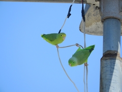 Forpus passerinus