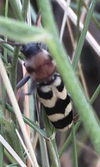 Chlorophorus trifasciatus