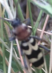 Chlorophorus trifasciatus