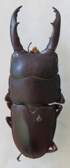 Telodorcus