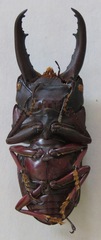 Telodorcus