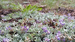 Lupinus breweri