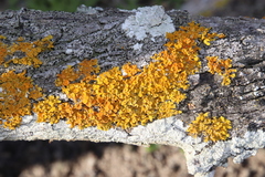 Dufourea