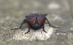 Protocalliphora azurea