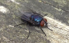 Protocalliphora azurea