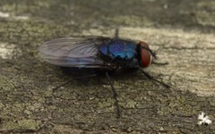 Protocalliphora azurea