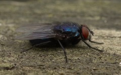 Protocalliphora azurea