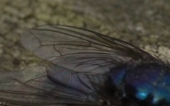 Protocalliphora azurea