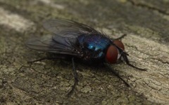 Protocalliphora azurea