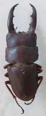 Telodorcus