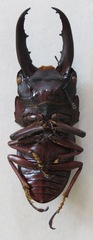 Telodorcus