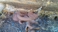 Gyromitra perlata