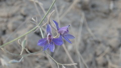 Delphinium consolida paniculatum