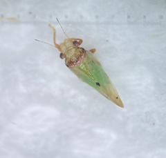 Nyctiphalerus vermiculosus