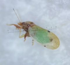 Nyctiphalerus vermiculosus