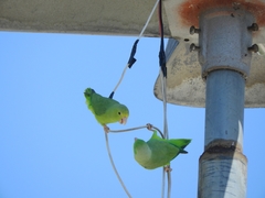 Forpus passerinus