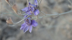 Delphinium consolida paniculatum