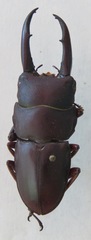 Telodorcus