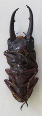 Telodorcus
