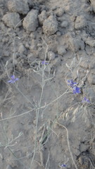 Delphinium consolida paniculatum